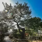 金沢八景　令和の杜｜海と木々に囲まれて眠る樹木葬の写真2