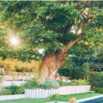 長明寺｜東京都台東区の樹木葬の写真1