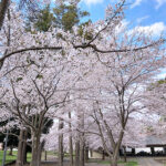 千葉市営 桜木霊園｜春には満開の桜が美しい市営の霊園の写真1