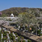 大法寺 まや霊園｜八王子市 桜が咲き誇る寺院墓地の写真2