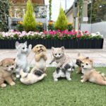 杉並さくら聖苑｜ペットとずっと一緒に眠れる霊園のサムネイル写真3