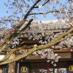 西光寺｜春には固有品種の桜が楽しめる寺院墓所の写真1