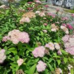 メモリーガーデン「あじさいの杜霊園」｜四季折々の花に溢れる霊園の写真2