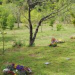 真光寺 里山の樹木葬｜ペットと一緒　自然にかえる樹木葬の写真2