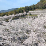 黒崎小嶺霊園｜北九州市の永代供養墓 ペットも一緒に眠れるガーデン墓地のサムネイル写真7