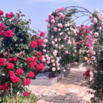 黒崎小嶺霊園｜北九州市の永代供養墓 ペットも一緒に眠れるガーデン墓地のサムネイル写真3