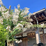 藤沢樹木葬墓地｜藤沢市 蓮教山 法善寺の樹木葬のサムネイル写真6