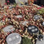 プレミアム横浜磯子の杜樹木葬墓地｜横浜市磯子区 明るい雰囲気のフラワー樹木葬のサムネイル写真2