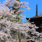 国宝三重塔 大法寺｜小県郡青木村 日本一の美しさと称えられる塔を臨む樹木葬のサムネイル写真4