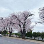 鶴ヶ島霊苑・開栄寺 永代供養墓・樹木葬｜日高市 管理費不要の永代供養のサムネイル写真6