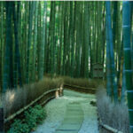 鎌倉 報国寺 樹木葬｜鎌倉市 歴史あるお寺の樹木葬のサムネイル写真4