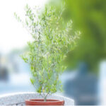 川口 樹木葬 フラワージュ｜川口市 シンボルツリーが見守る樹木葬のサムネイル写真4