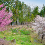 浄光寺｜石川郡石川町 個別・合祀の永代供養墓とお好きな樹木を選べる樹木葬のサムネイル写真2