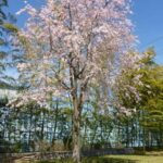 妙林寺 所沢霊園｜三芳町 都心からのアクセス抜群のサムネイル写真2