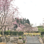 桜葬墓園｜四日市市 桜に囲まれて四季折々の自然の中で眠る樹木葬 ペットも一緒にのサムネイル写真3