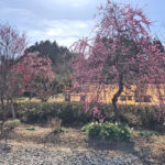 桜葬墓園｜四日市市 桜に囲まれて四季折々の自然の中で眠る樹木葬 ペットも一緒にのサムネイル写真5
