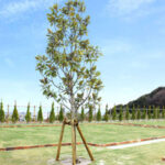 日本平メモリアルガーデン 第三期｜駿河区 富士山を望む霊園のサムネイル写真4