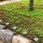 櫟野寺 樹木葬「櫟苑」｜甲賀市 杉とモミジの木立の中にある、杉苔に覆われた樹木葬墓苑のサムネイル写真6