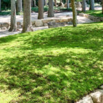 櫟野寺 樹木葬「櫟苑」｜甲賀市 杉とモミジの木立の中にある、杉苔に覆われた樹木葬墓苑のサムネイル写真2