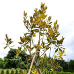 沼津メモリアルガーデン｜沼津市 花と緑に包まれる樹木葬のサムネイル写真2